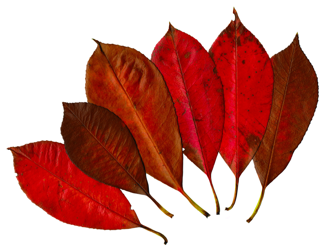 Six red leaves side by side